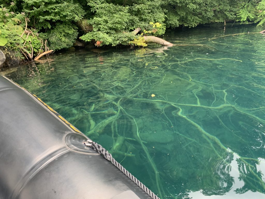 木の根まで見える澄み切った水質